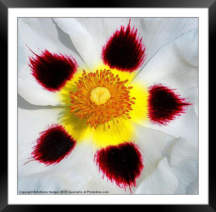 The Flower pattern Framed Mounted Print by Anthony Hedger
