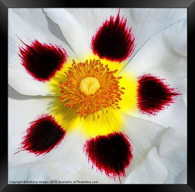 The Flower pattern Framed Print by Anthony Hedger