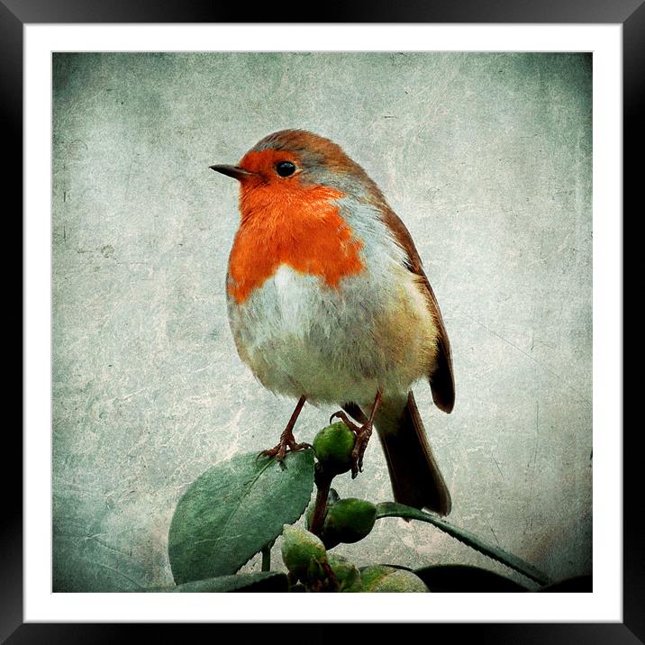 robin Framed Mounted Print by Heather Newton