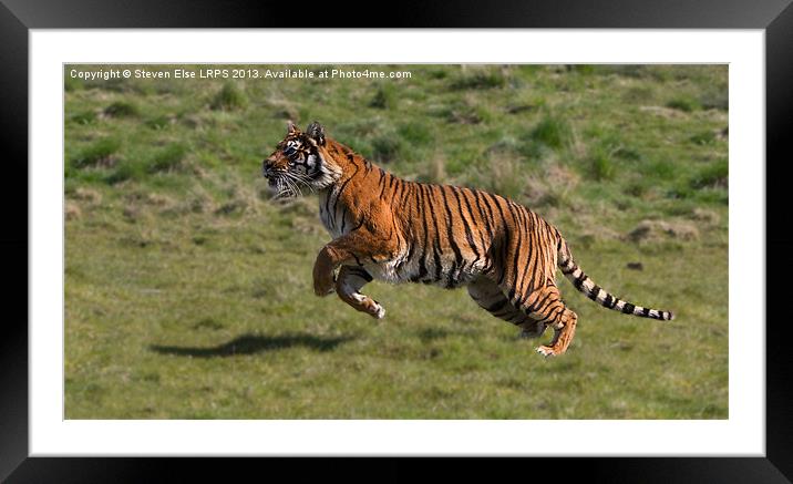 Running Tiger Framed Mounted Print by Steven Else ARPS