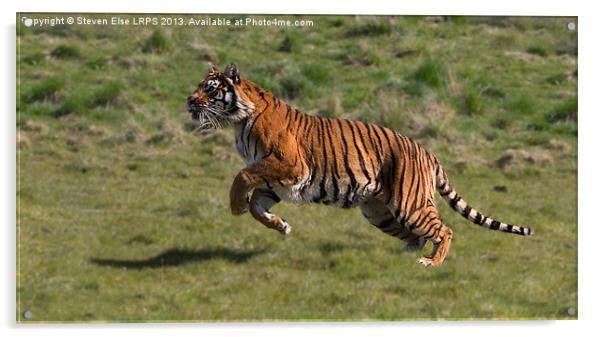 Running Tiger Acrylic by Steven Else ARPS
