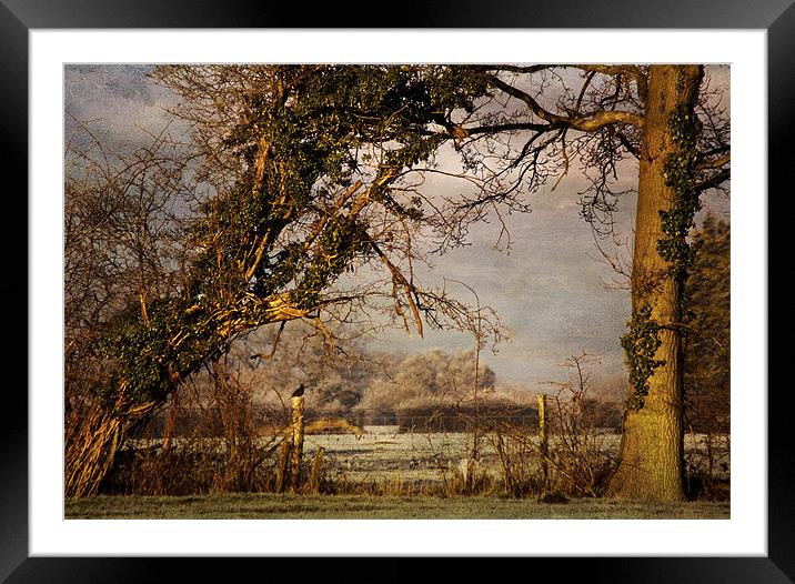 Natures frame Framed Mounted Print by Dawn Cox