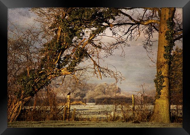 Natures frame Framed Print by Dawn Cox