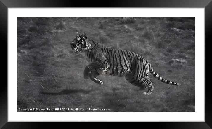 Monochrome Running Tiger Framed Mounted Print by Steven Else ARPS
