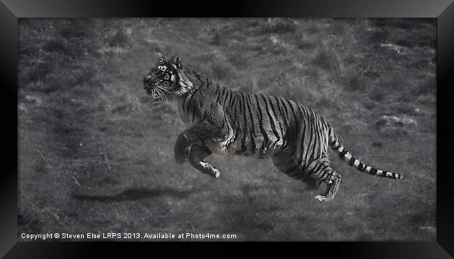 Monochrome Running Tiger Framed Print by Steven Else ARPS