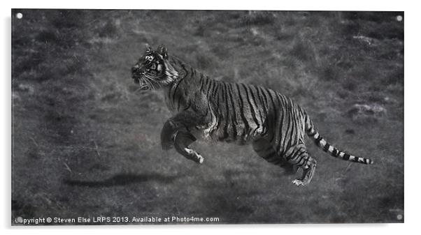 Monochrome Running Tiger Acrylic by Steven Else ARPS