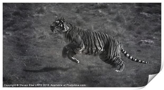 Monochrome Running Tiger Print by Steven Else ARPS