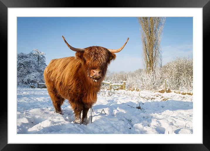 Highland cow in snow Framed Mounted Print by Simon Wrigglesworth