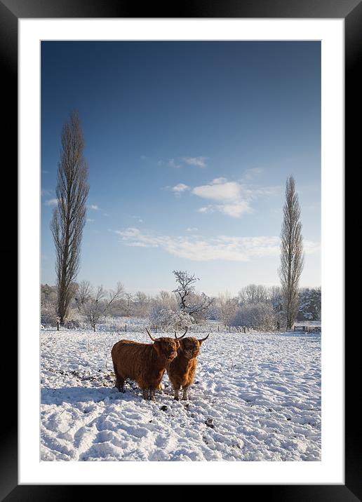 Highland Cows in snow Framed Mounted Print by Simon Wrigglesworth
