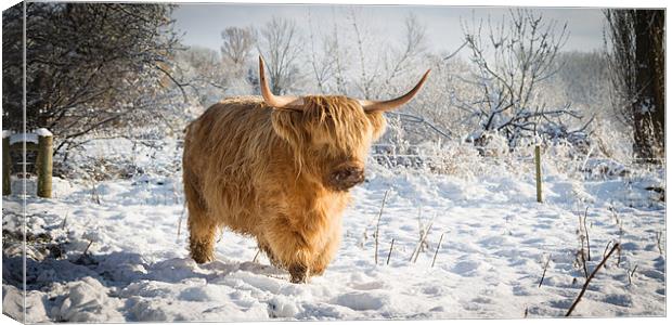 Highland Cow in Snow Canvas Print by Simon Wrigglesworth