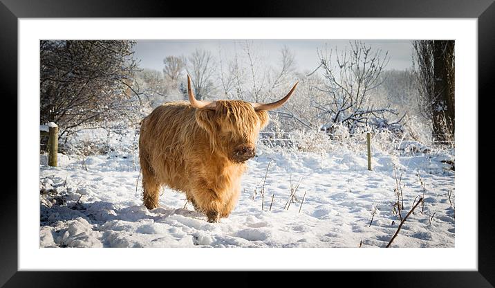 Highland Cow in Snow Framed Mounted Print by Simon Wrigglesworth