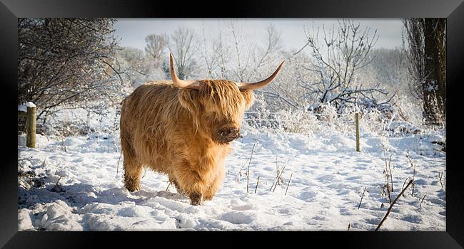 Highland Cow in Snow Framed Print by Simon Wrigglesworth