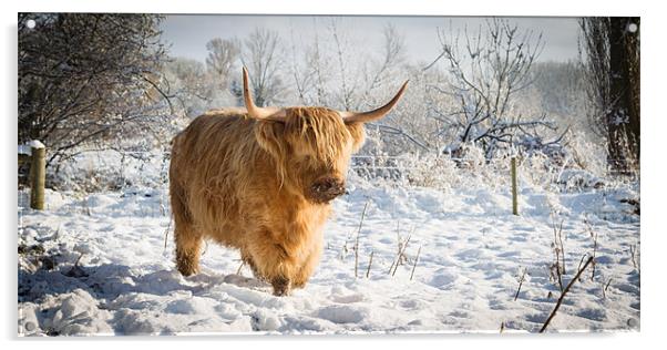 Highland Cow in Snow Acrylic by Simon Wrigglesworth