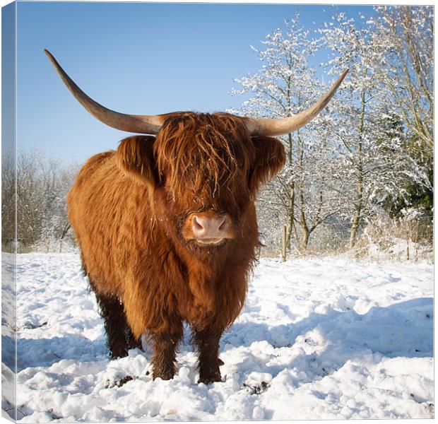 Highland cow in snow Canvas Print by Simon Wrigglesworth