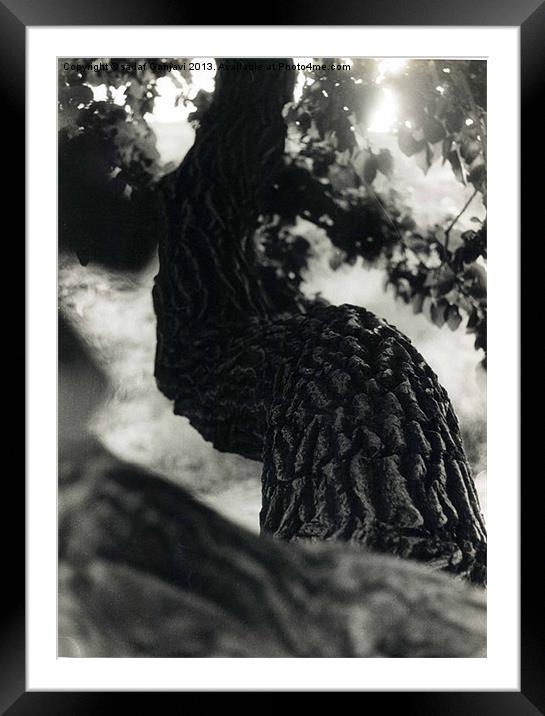 Dancing trees Framed Mounted Print by sadaf Ganjavi