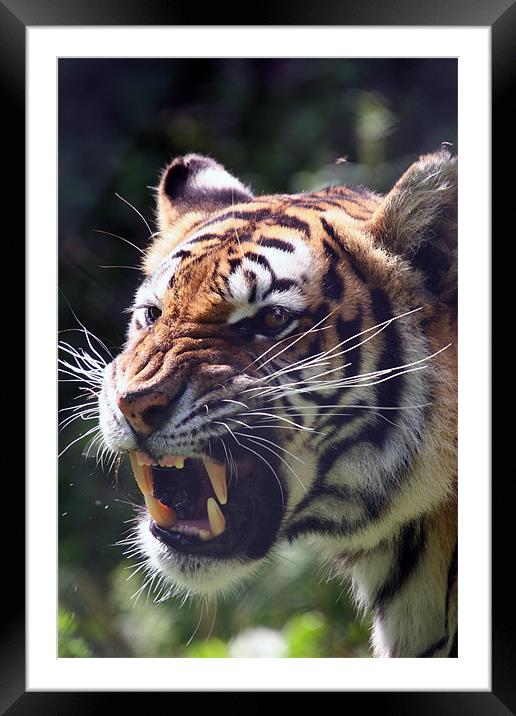 Tiger Framed Mounted Print by martin compton