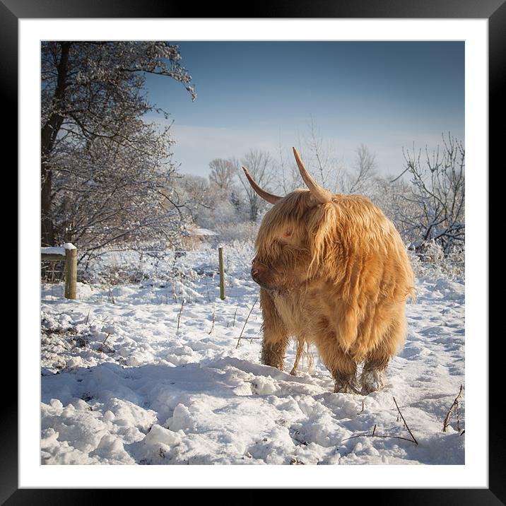 Hairy Cow in snow Framed Mounted Print by Simon Wrigglesworth