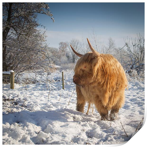 Hairy Cow in snow Print by Simon Wrigglesworth