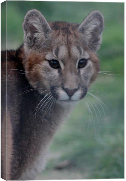 Puma Cub Canvas Print by Selena Chambers