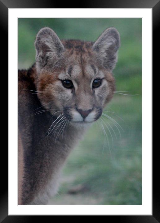 Puma Cub Framed Mounted Print by Selena Chambers