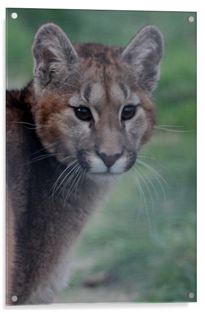 Puma Cub Acrylic by Selena Chambers