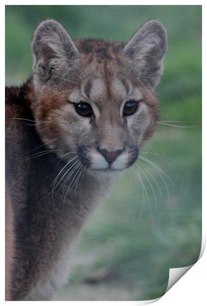 Puma Cub Print by Selena Chambers