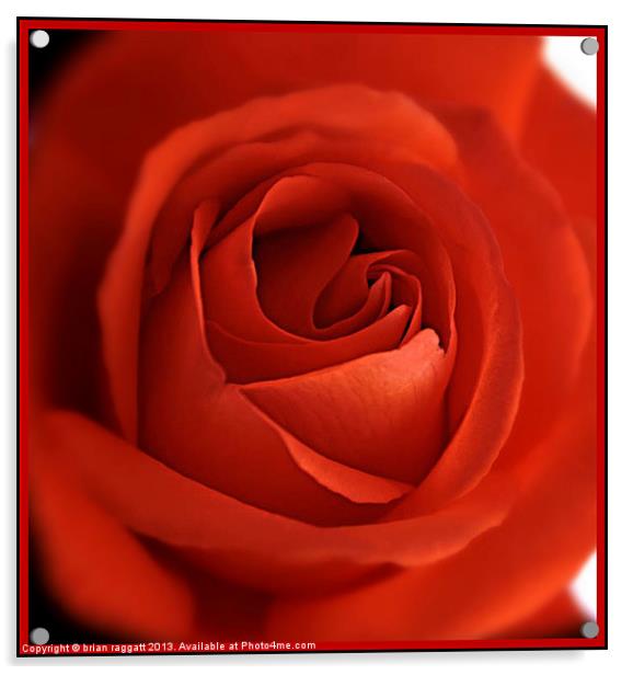 Red Rose Heart 2 Acrylic by Brian  Raggatt