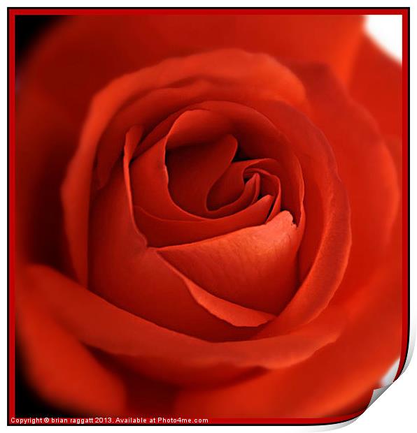 Red Rose Heart 2 Print by Brian  Raggatt