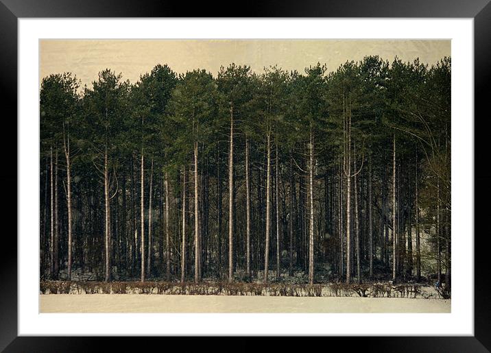 How tall the trees Framed Mounted Print by Dawn Cox