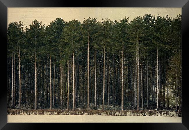 How tall the trees Framed Print by Dawn Cox