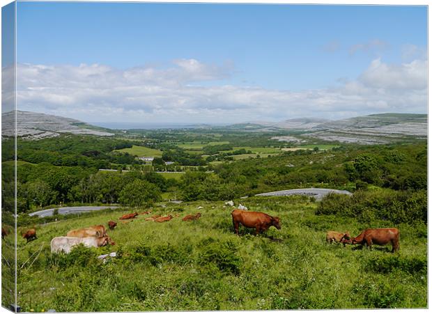 The Cows of County Clare Canvas Print by James Boler