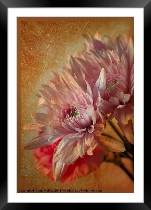 Chrysanthemums Framed Mounted Print by Doug McRae
