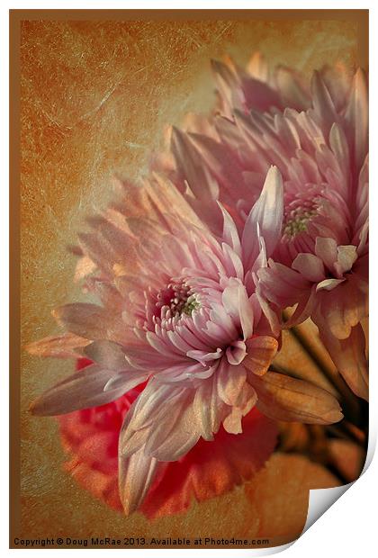 Chrysanthemums Print by Doug McRae