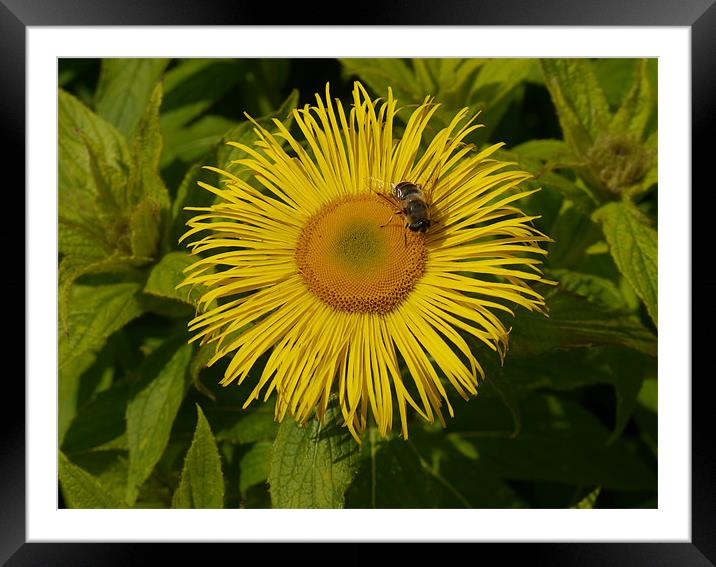 Bee my Sunflower Framed Mounted Print by James Boler
