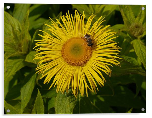 Bee my Sunflower Acrylic by James Boler