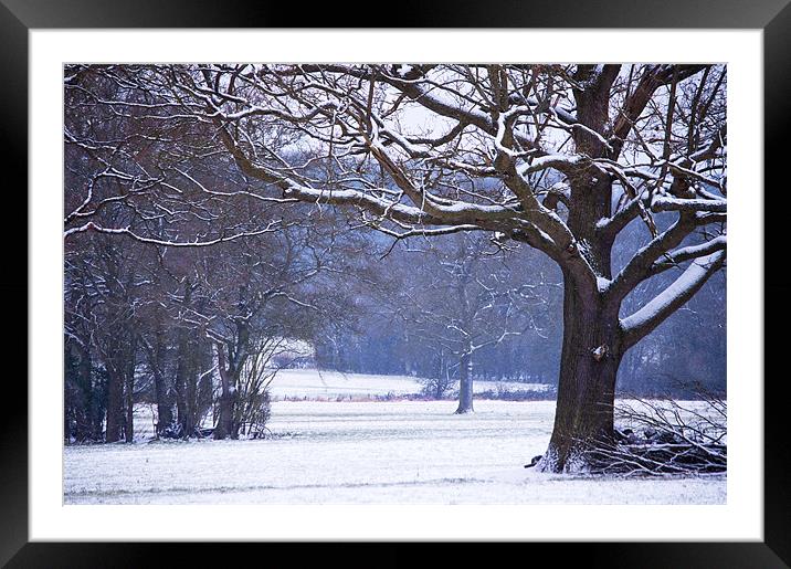 Snow laden branches Framed Mounted Print by Dawn Cox