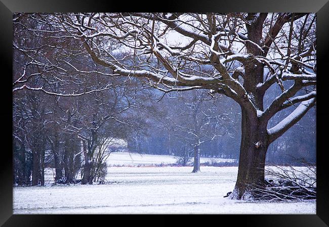 Snow laden branches Framed Print by Dawn Cox