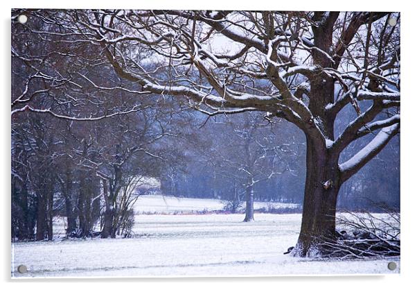 Snow laden branches Acrylic by Dawn Cox