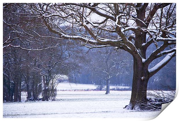 Snow laden branches Print by Dawn Cox