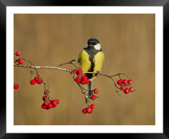 The Great Tit. Framed Mounted Print by Mick Vogel