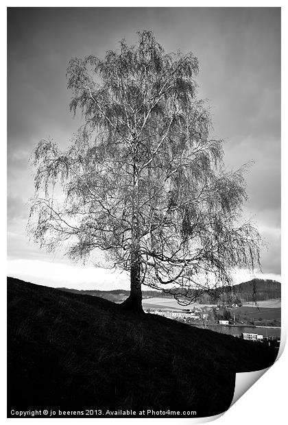 hillside birch tree Print by Jo Beerens