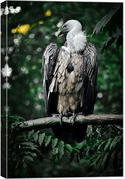 griffon vulture Canvas Print by Jo Beerens