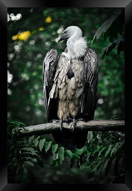 griffon vulture Framed Print by Jo Beerens
