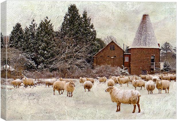 Too cold even for sheep Canvas Print by Dawn Cox
