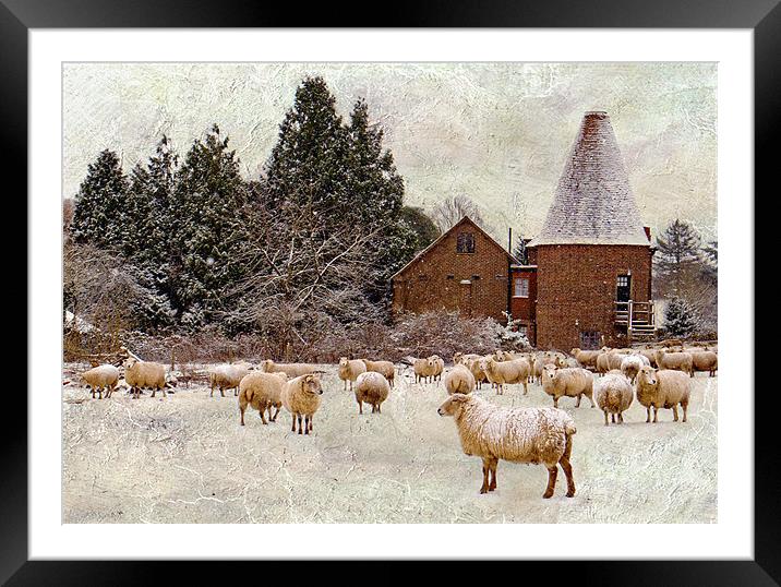 Too cold even for sheep Framed Mounted Print by Dawn Cox