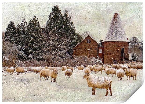 Too cold even for sheep Print by Dawn Cox