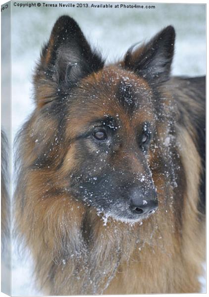 German Shepherd Dog in the snow Canvas Print by Teresa Neville