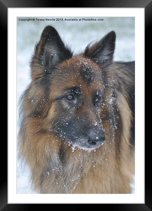 German Shepherd Dog in the snow Framed Mounted Print by Teresa Neville