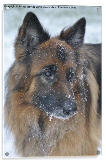 German Shepherd Dog in the snow Acrylic by Teresa Neville