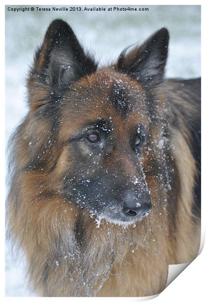 German Shepherd Dog in the snow Print by Teresa Neville